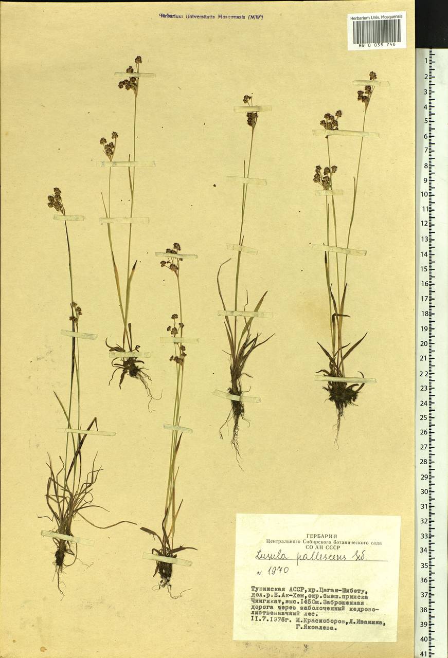 Luzula pallescens Sw., Siberia, Altai & Sayany Mountains (S2) (Russia)