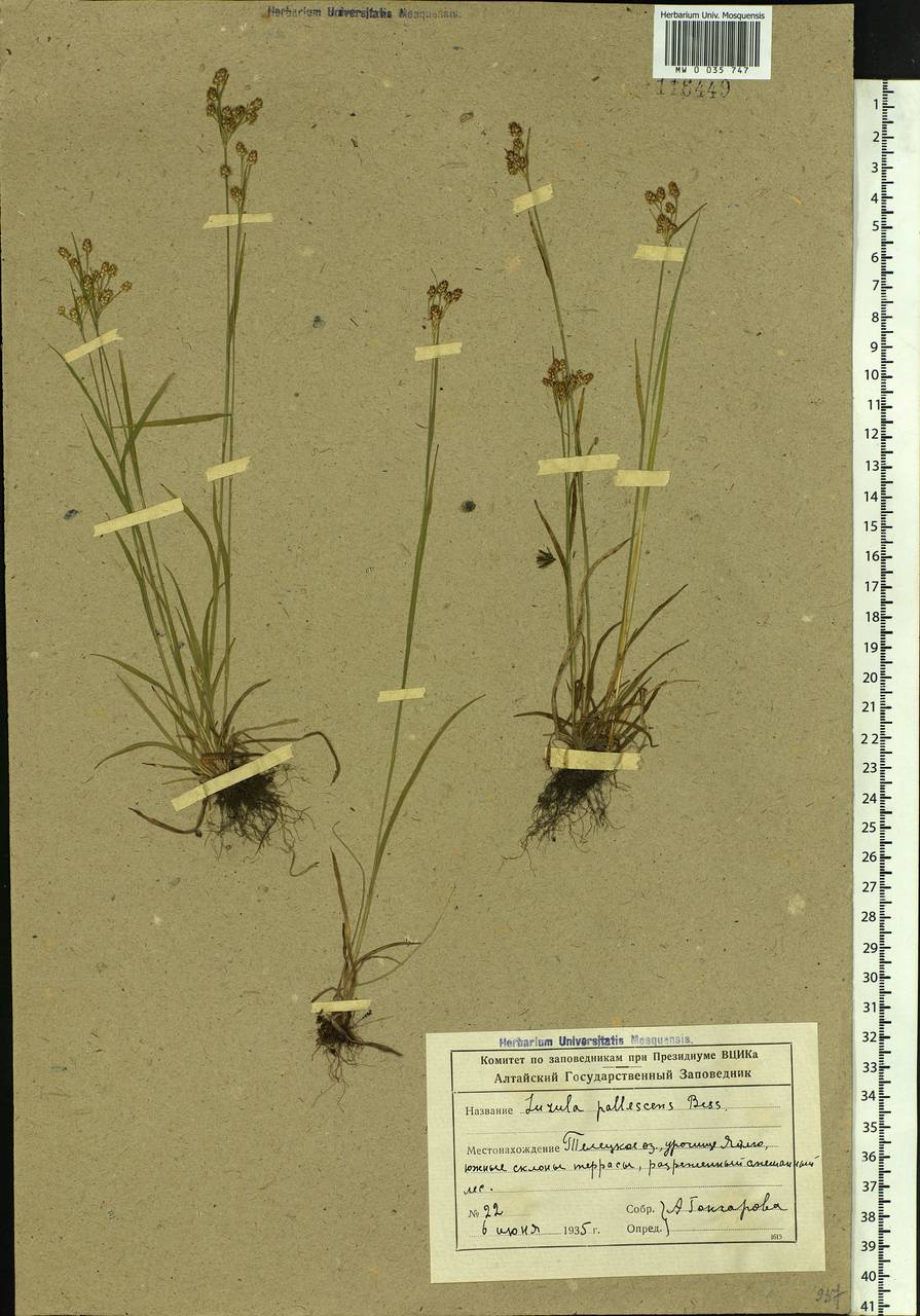 Luzula pallescens Sw., Siberia, Altai & Sayany Mountains (S2) (Russia)