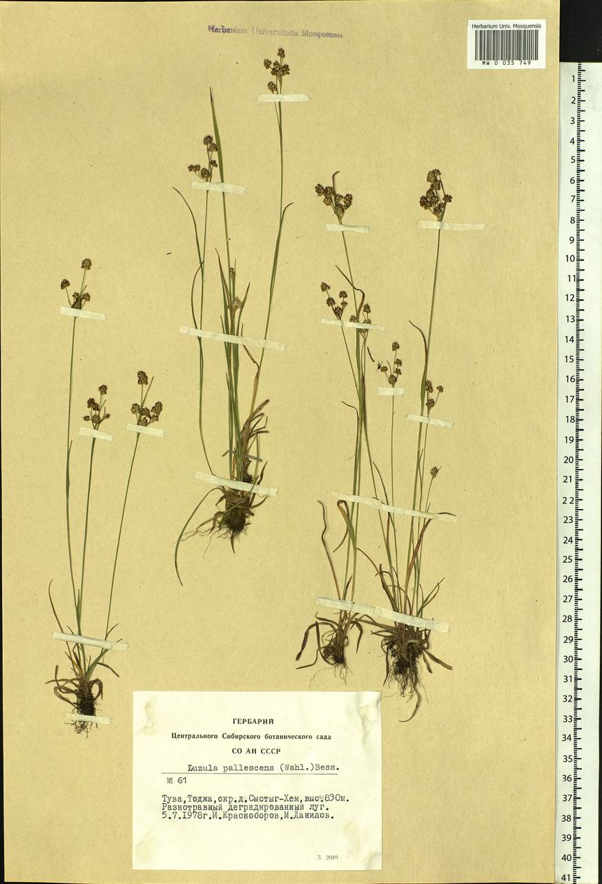 Luzula pallescens Sw., Siberia, Altai & Sayany Mountains (S2) (Russia)