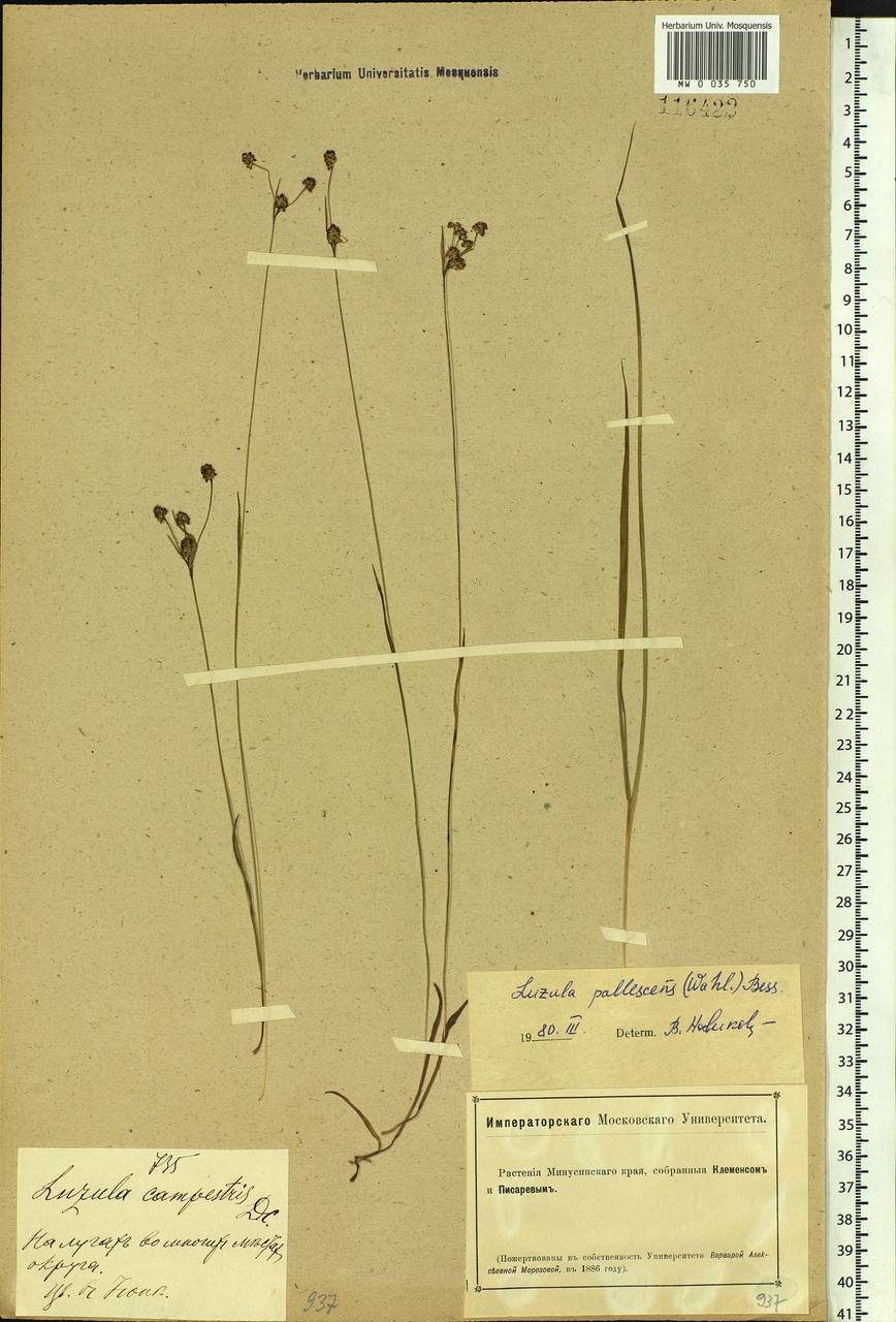 Luzula pallescens Sw., Siberia, Altai & Sayany Mountains (S2) (Russia)