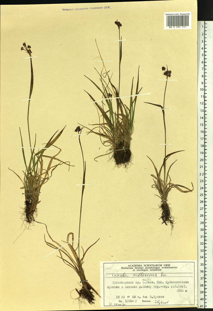Luzula pallescens Sw., Siberia, Altai & Sayany Mountains (S2) (Russia)