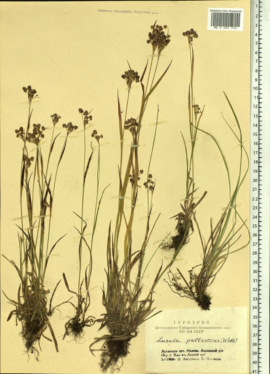 Luzula pallescens Sw., Siberia, Altai & Sayany Mountains (S2) (Russia)