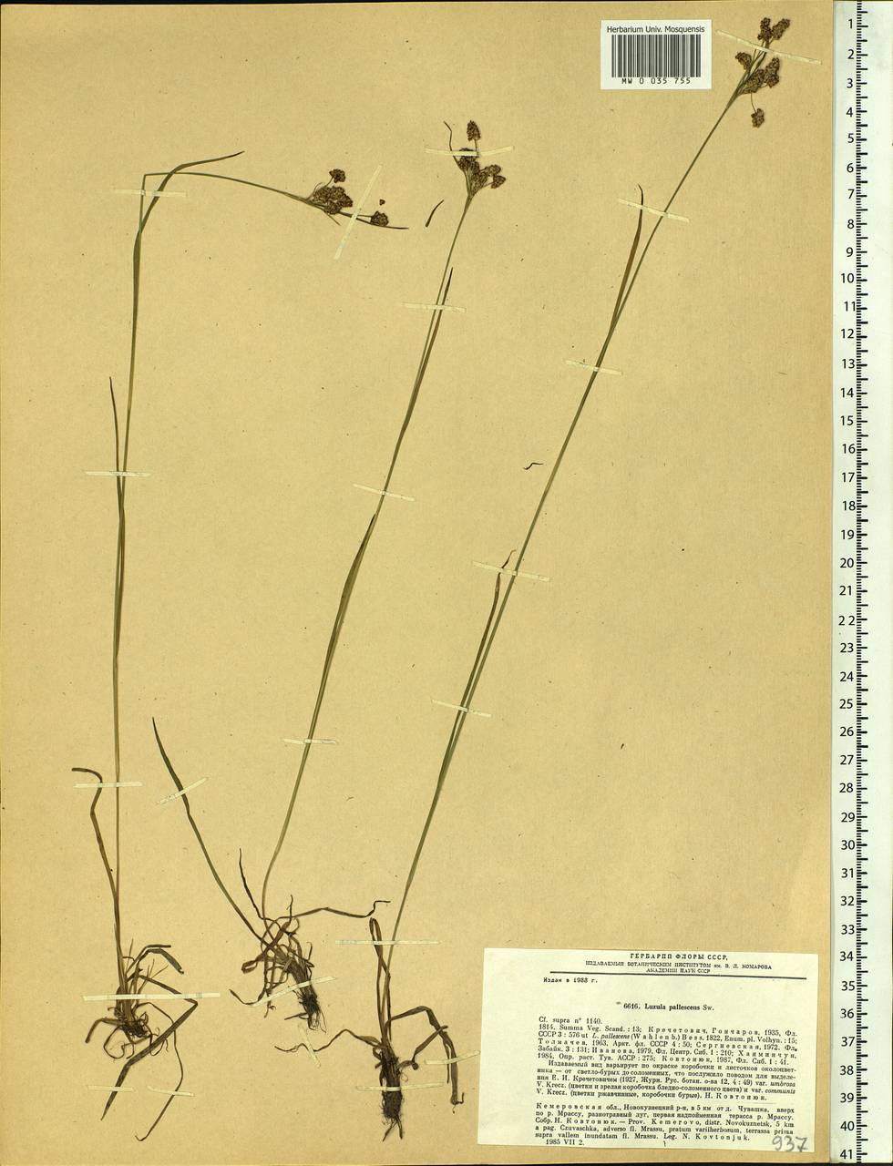 Luzula pallescens Sw., Siberia, Altai & Sayany Mountains (S2) (Russia)