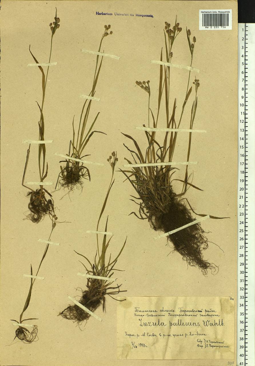 Luzula pallescens Sw., Siberia, Western Siberia (S1) (Russia)