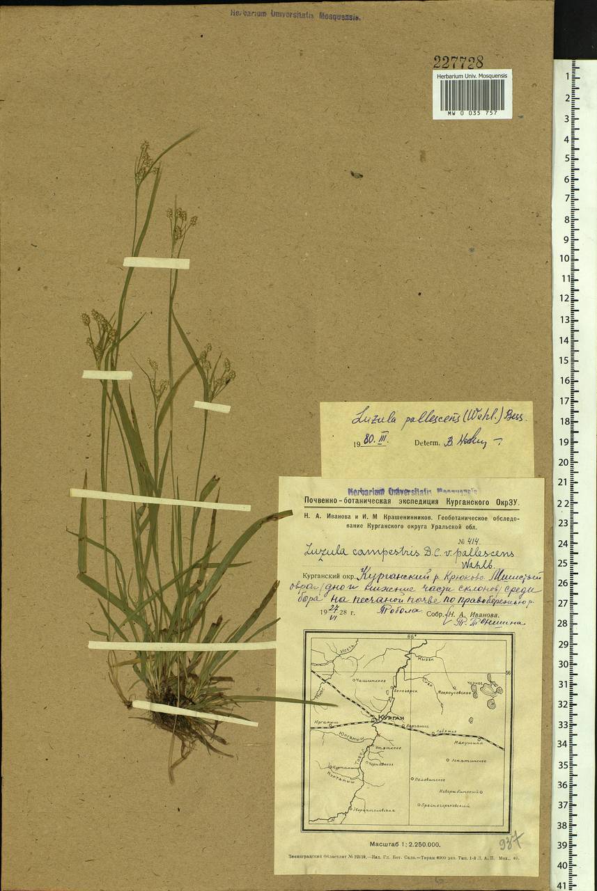 Luzula pallescens Sw., Siberia, Western Siberia (S1) (Russia)