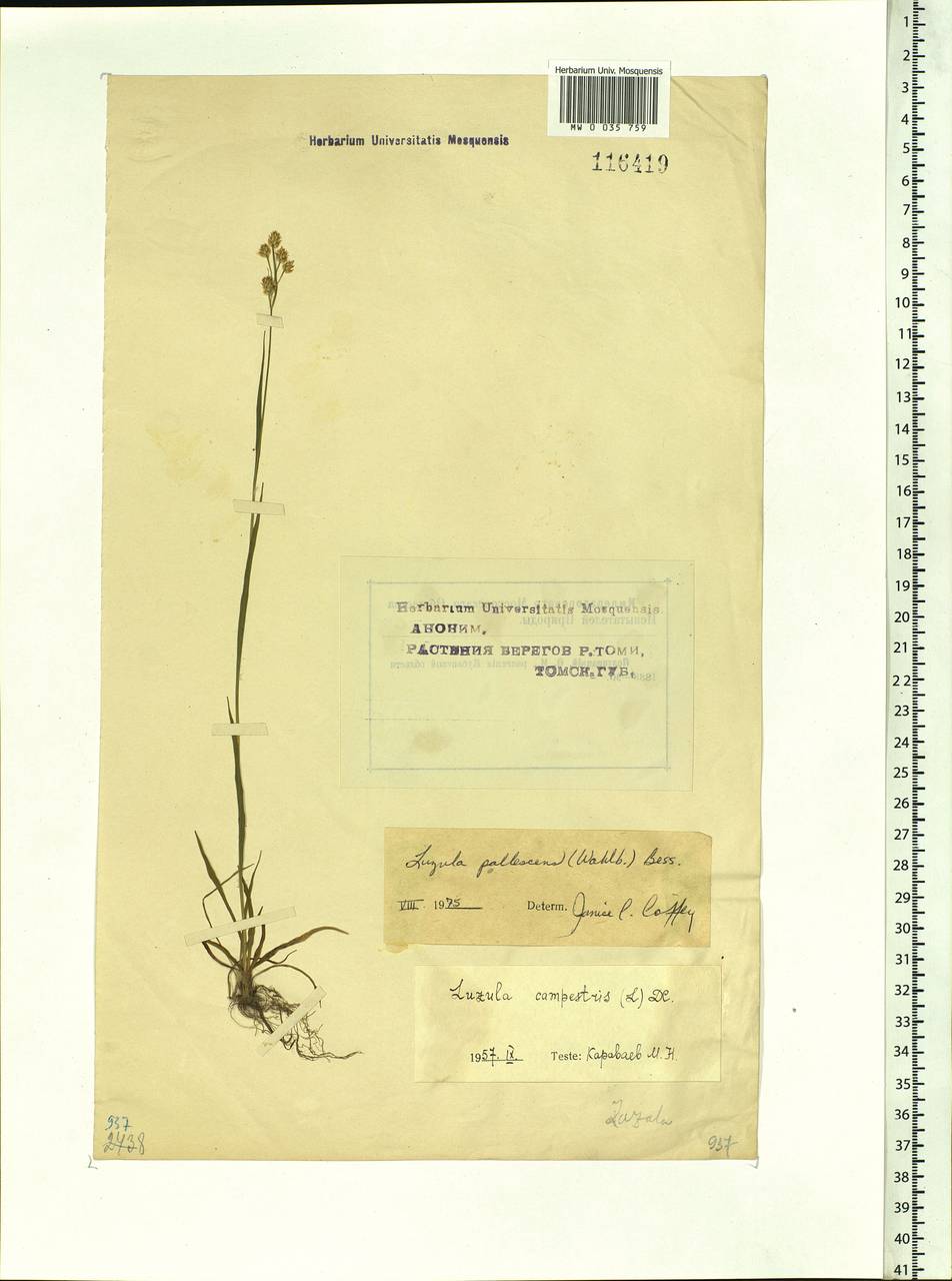 Luzula pallescens Sw., Siberia, Western Siberia (S1) (Russia)
