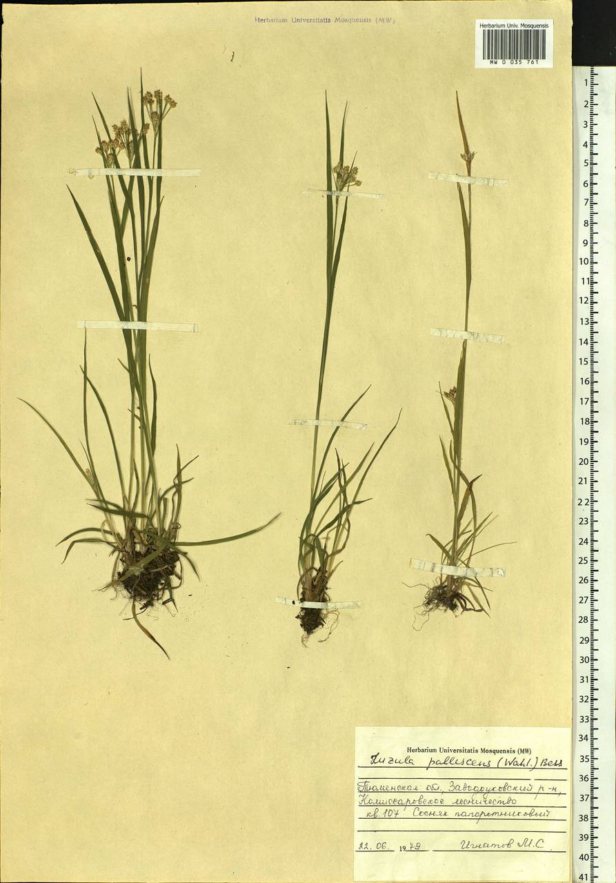 Luzula pallescens Sw., Siberia, Western Siberia (S1) (Russia)