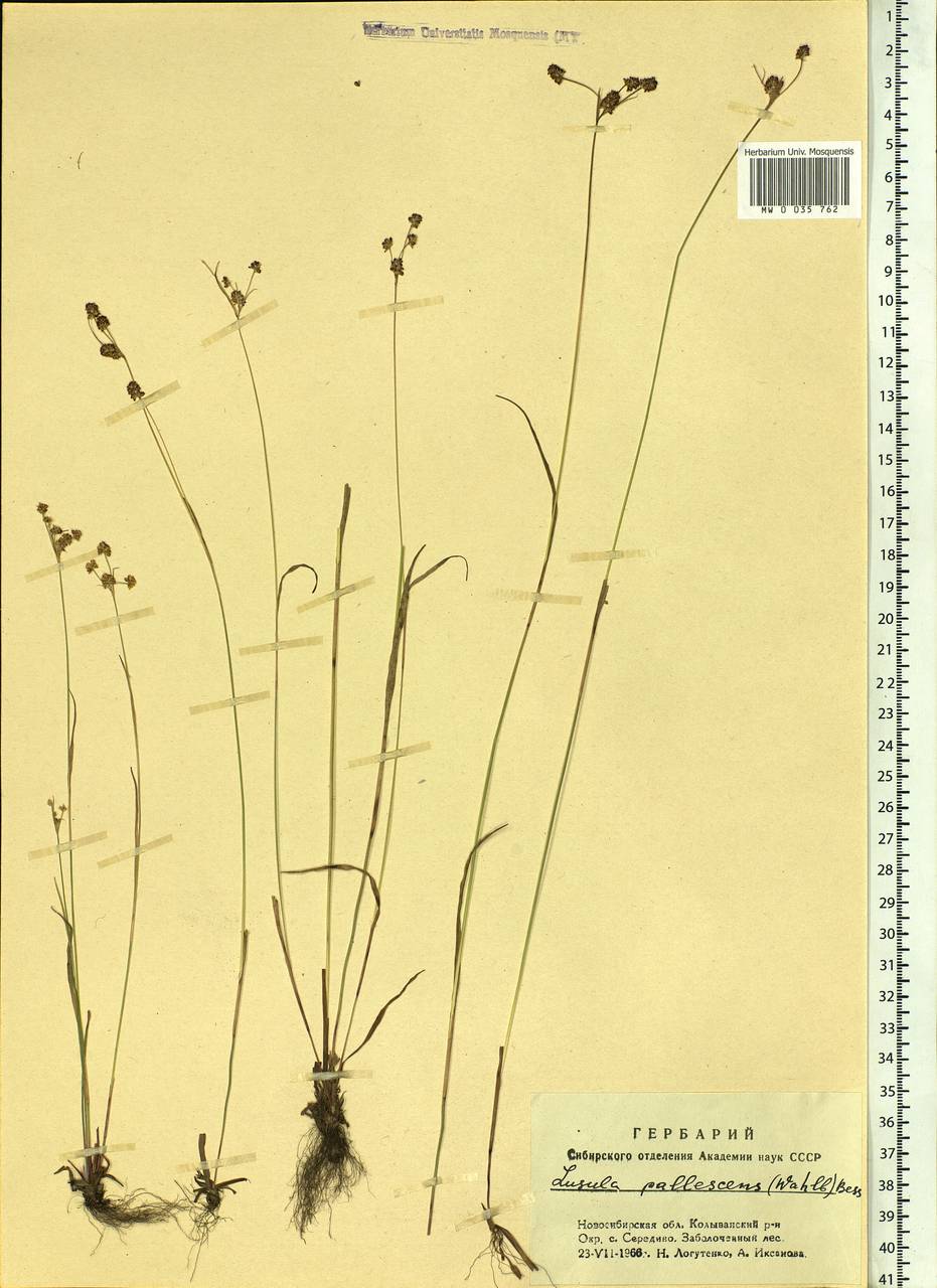 Luzula pallescens Sw., Siberia, Western Siberia (S1) (Russia)