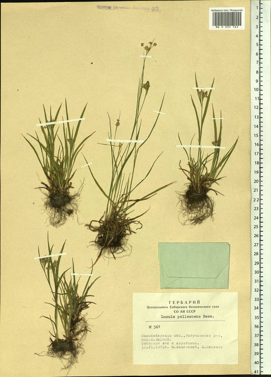 Luzula pallescens Sw., Siberia, Western Siberia (S1) (Russia)