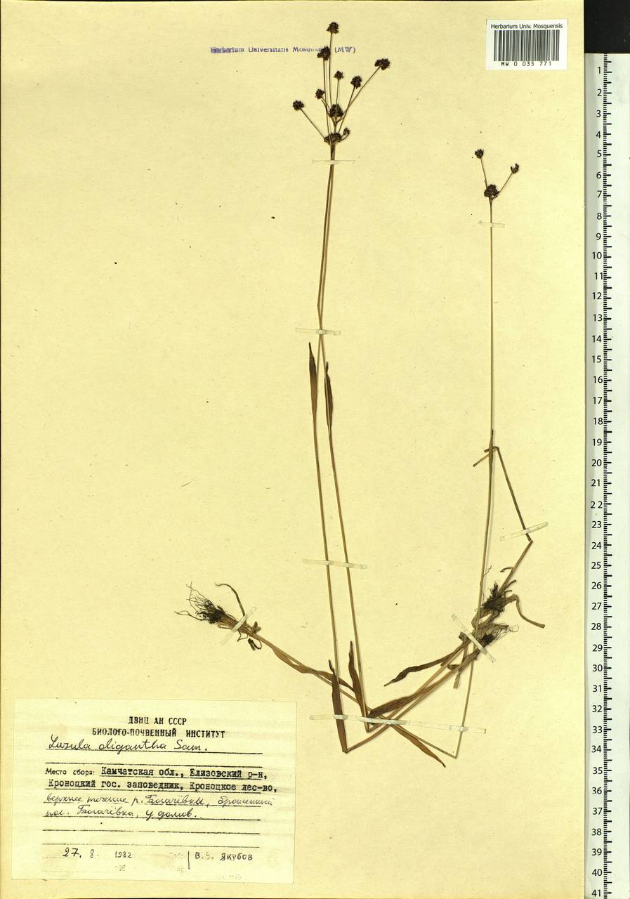Luzula oligantha Sam., Siberia, Chukotka & Kamchatka (S7) (Russia)