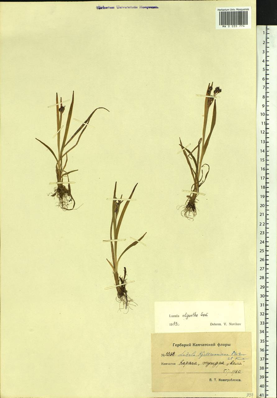 Luzula oligantha Sam., Siberia, Chukotka & Kamchatka (S7) (Russia)