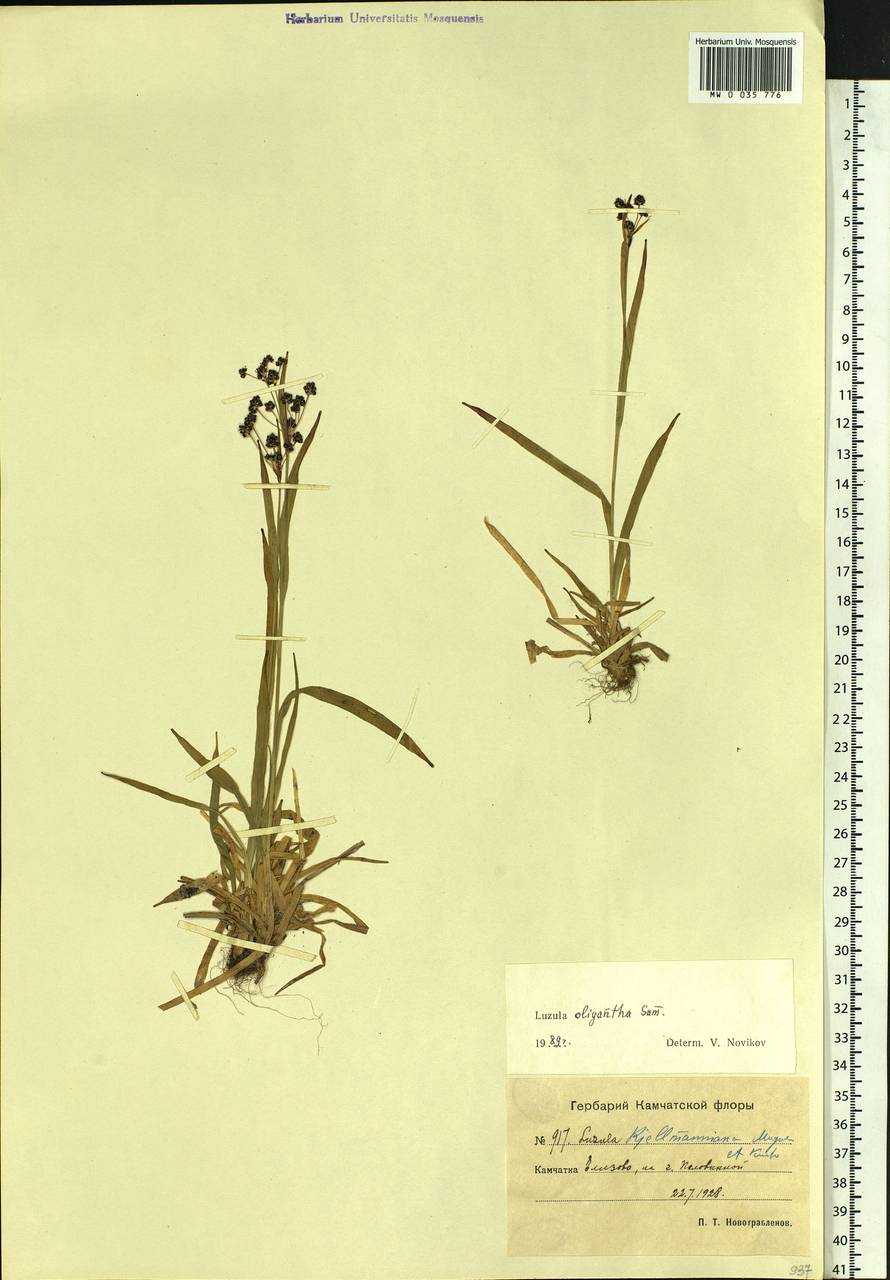 Luzula oligantha Sam., Siberia, Chukotka & Kamchatka (S7) (Russia)
