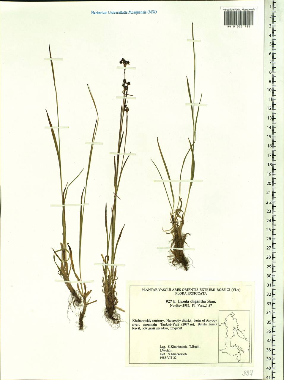 Luzula oligantha Sam., Siberia, Russian Far East (S6) (Russia)