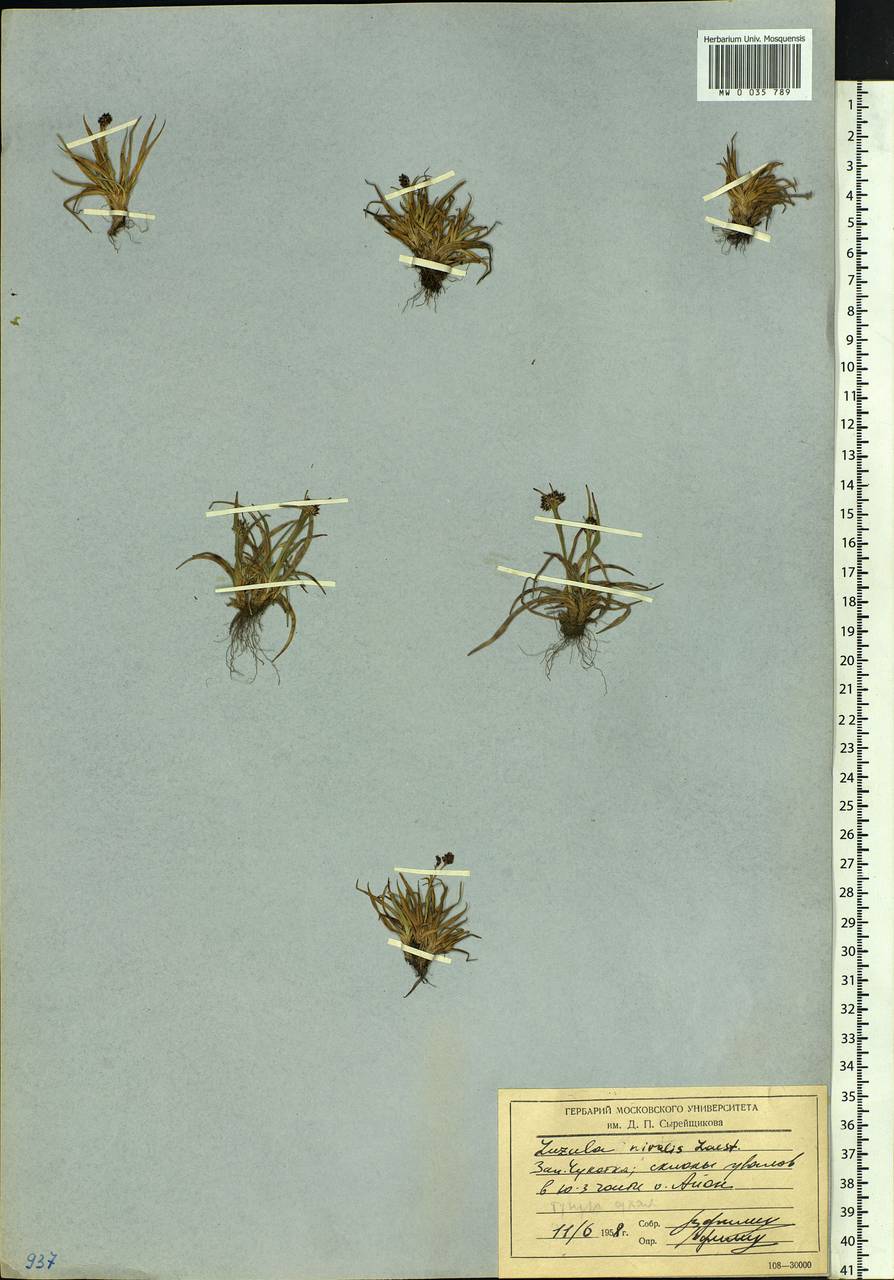 Luzula nivalis (Laest.) Spreng., Siberia, Chukotka & Kamchatka (S7) (Russia)