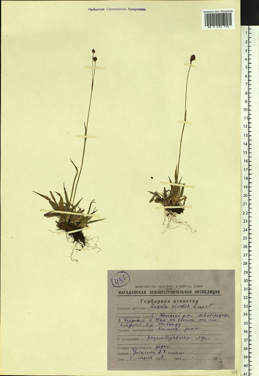 Luzula nivalis (Laest.) Spreng., Siberia, Chukotka & Kamchatka (S7) (Russia)