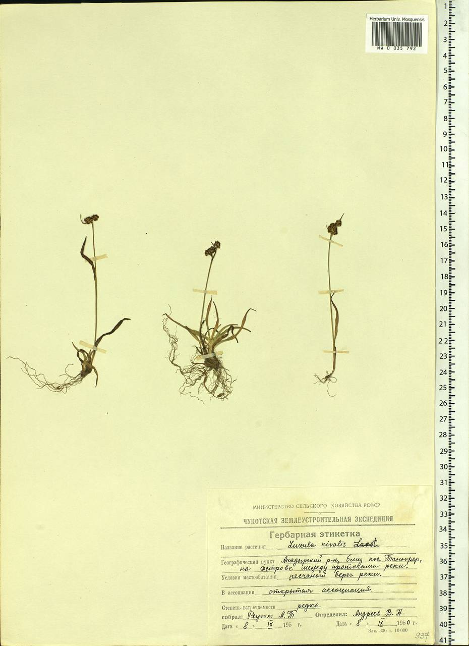 Luzula nivalis (Laest.) Spreng., Siberia, Chukotka & Kamchatka (S7) (Russia)