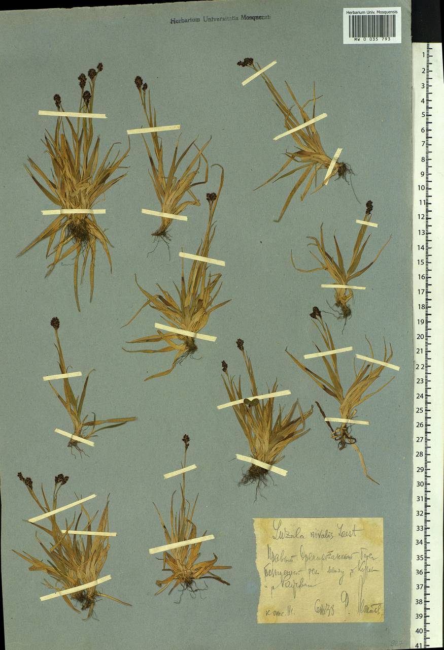 Luzula nivalis (Laest.) Spreng., Siberia, Chukotka & Kamchatka (S7) (Russia)
