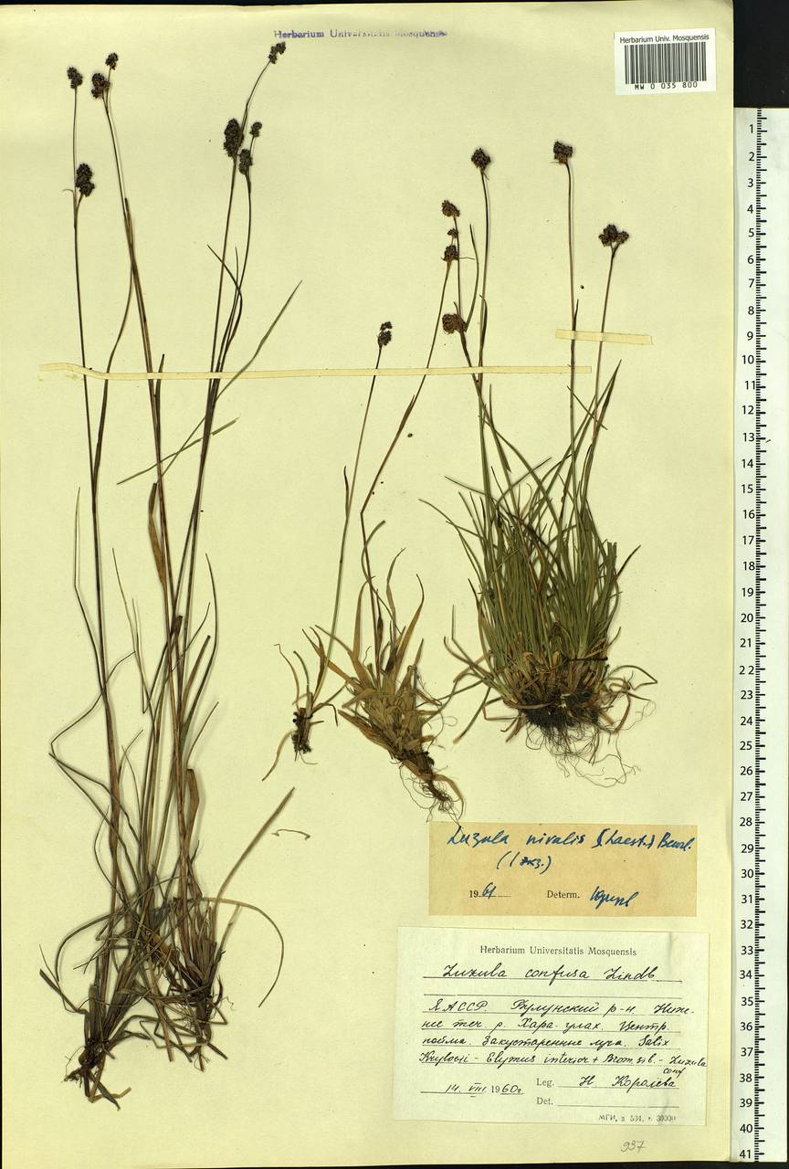 Luzula nivalis (Laest.) Spreng., Siberia, Yakutia (S5) (Russia)
