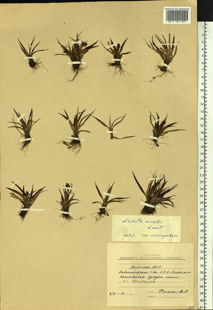 Luzula nivalis (Laest.) Spreng., Siberia, Yakutia (S5) (Russia)