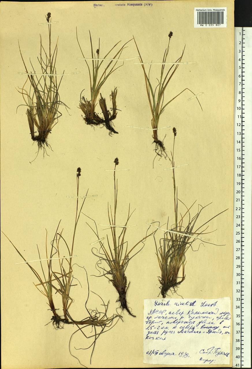 Luzula nivalis (Laest.) Spreng., Siberia, Yakutia (S5) (Russia)