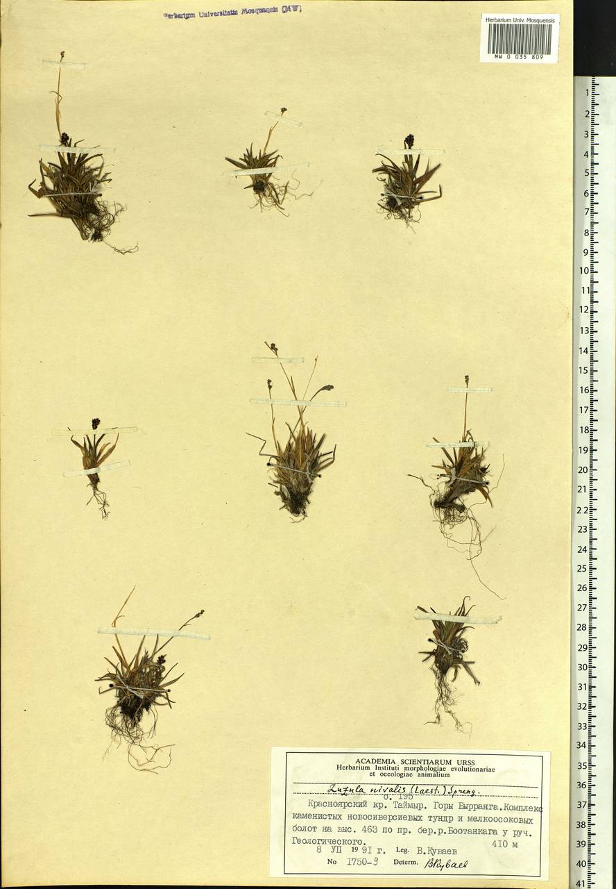 Luzula nivalis (Laest.) Spreng., Siberia, Central Siberia (S3) (Russia)