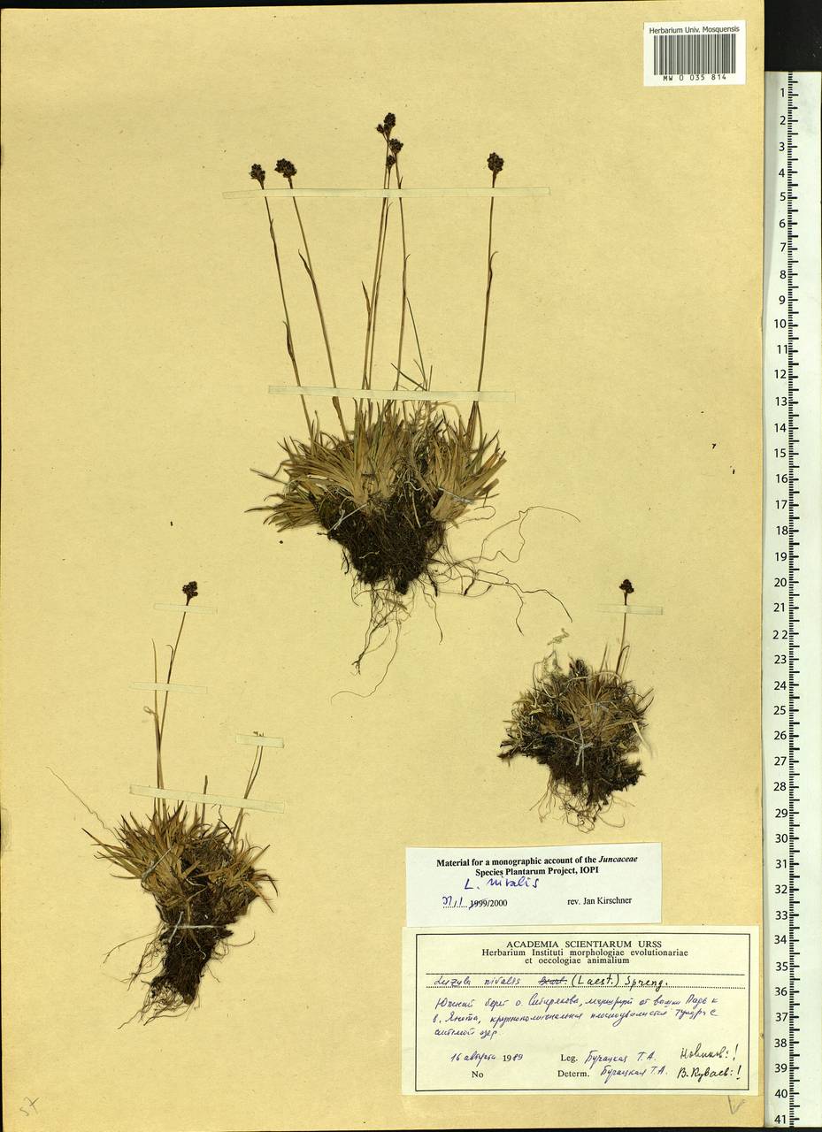 Luzula nivalis (Laest.) Spreng., Siberia, Central Siberia (S3) (Russia)
