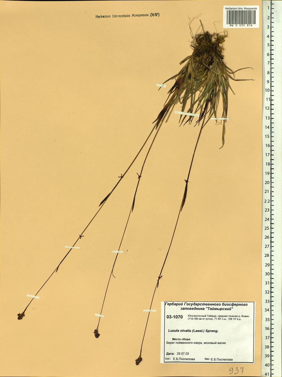 Luzula nivalis (Laest.) Spreng., Siberia, Central Siberia (S3) (Russia)