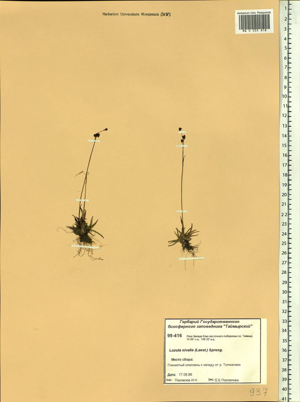 Luzula nivalis (Laest.) Spreng., Siberia, Central Siberia (S3) (Russia)