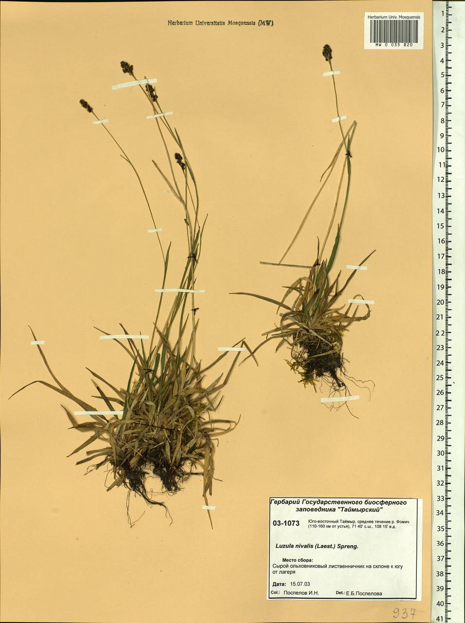 Luzula nivalis (Laest.) Spreng., Siberia, Central Siberia (S3) (Russia)