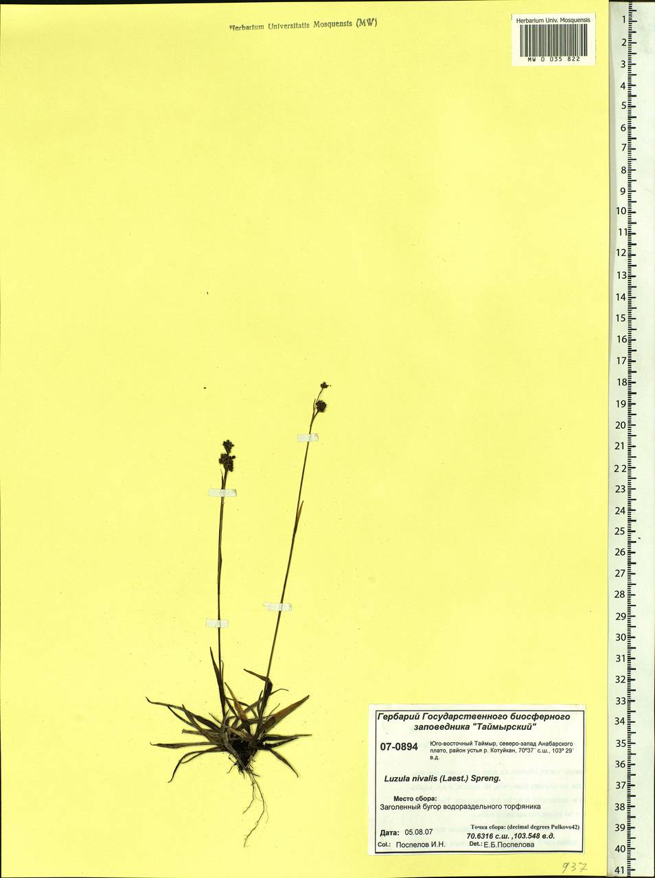 Luzula nivalis (Laest.) Spreng., Siberia, Central Siberia (S3) (Russia)