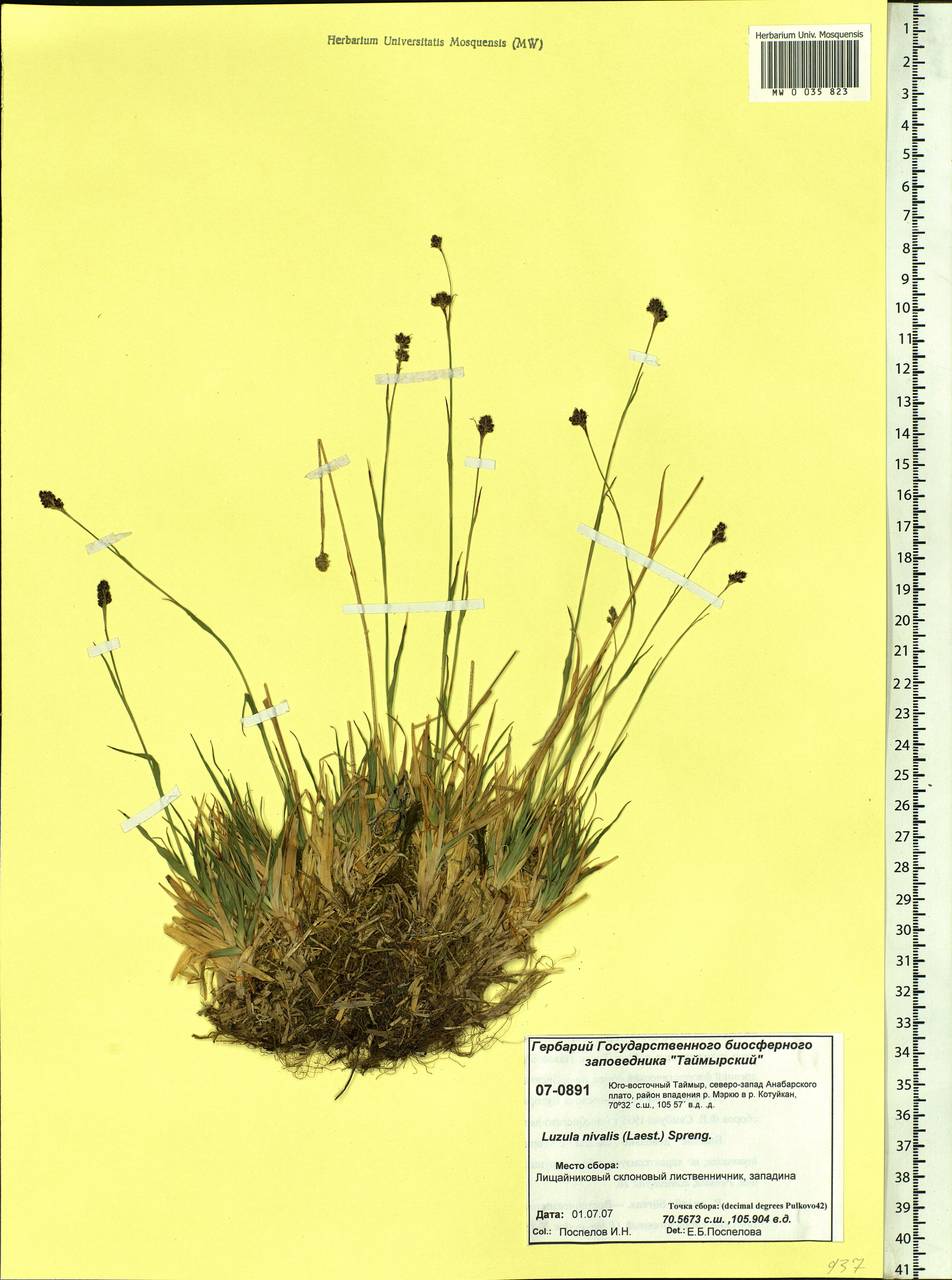 Luzula nivalis (Laest.) Spreng., Siberia, Central Siberia (S3) (Russia)