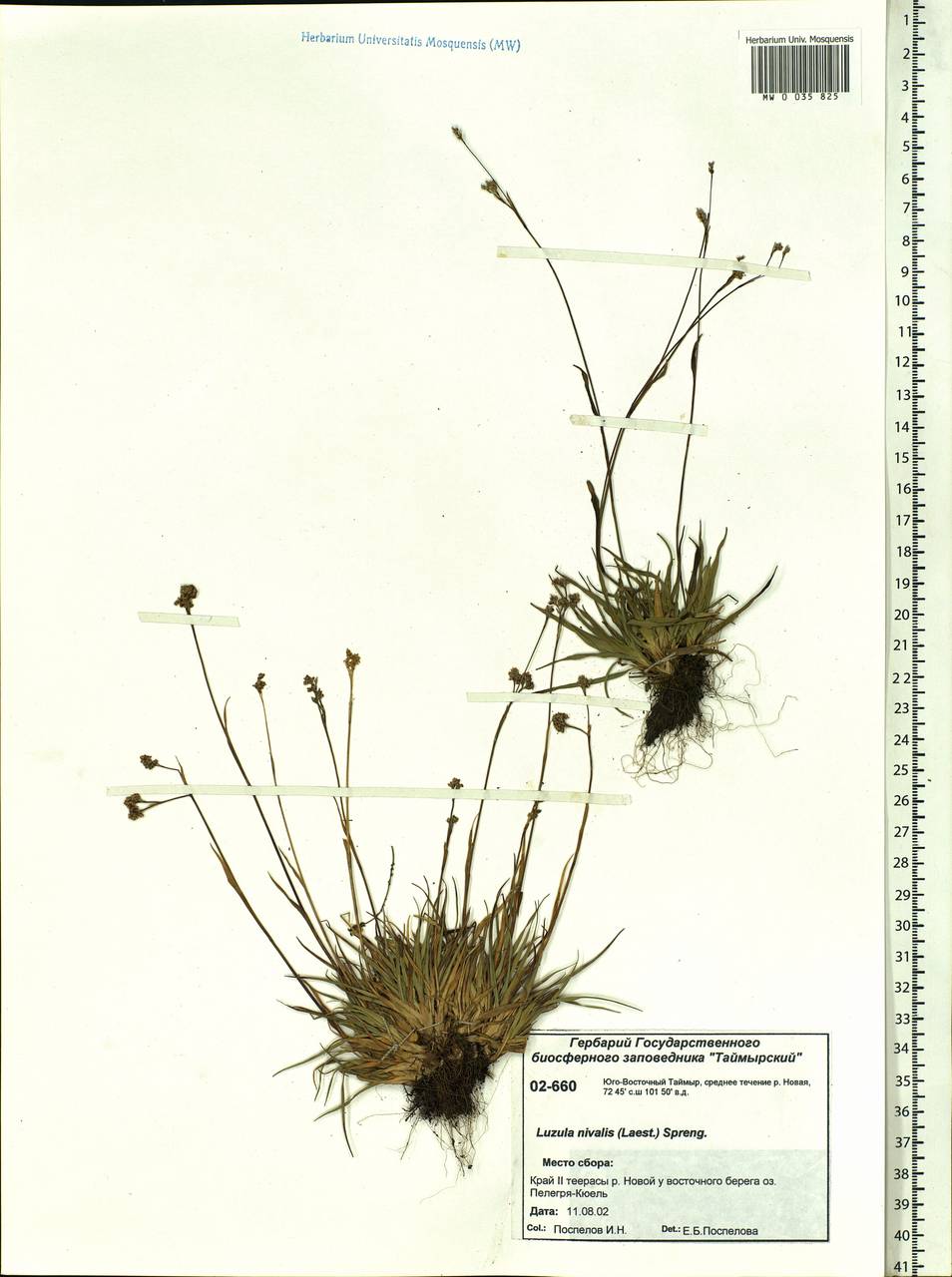 Luzula nivalis (Laest.) Spreng., Siberia, Central Siberia (S3) (Russia)