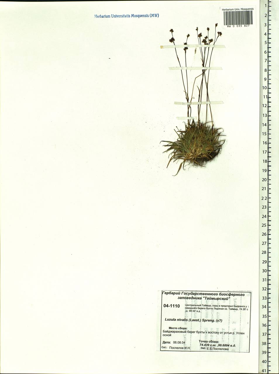 Luzula nivalis (Laest.) Spreng., Siberia, Central Siberia (S3) (Russia)