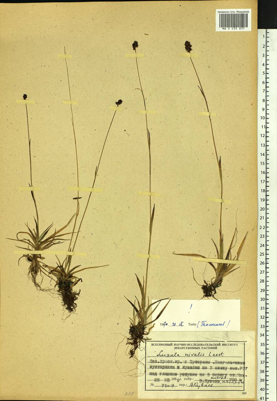 Luzula nivalis (Laest.) Spreng., Siberia, Central Siberia (S3) (Russia)
