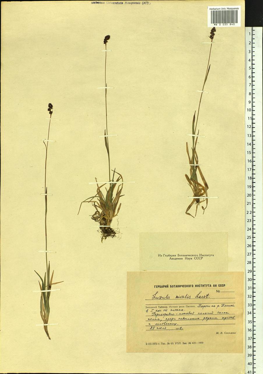 Luzula nivalis (Laest.) Spreng., Siberia, Central Siberia (S3) (Russia)