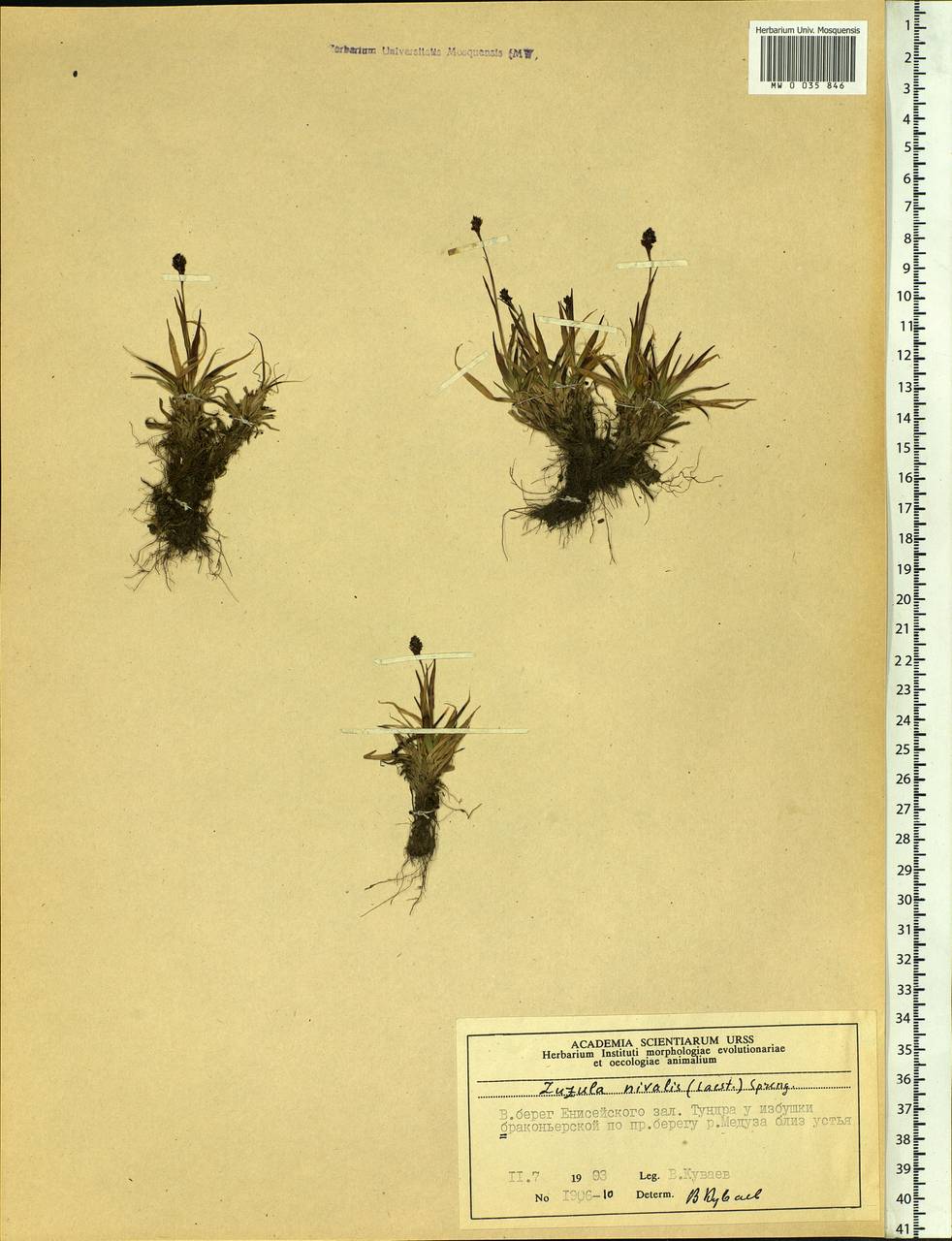 Luzula nivalis (Laest.) Spreng., Siberia, Central Siberia (S3) (Russia)