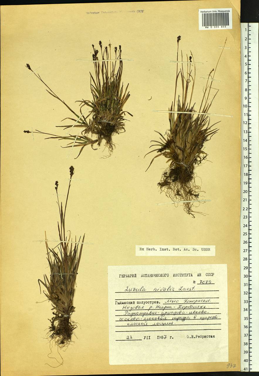 Luzula nivalis (Laest.) Spreng., Siberia, Western Siberia (S1) (Russia)