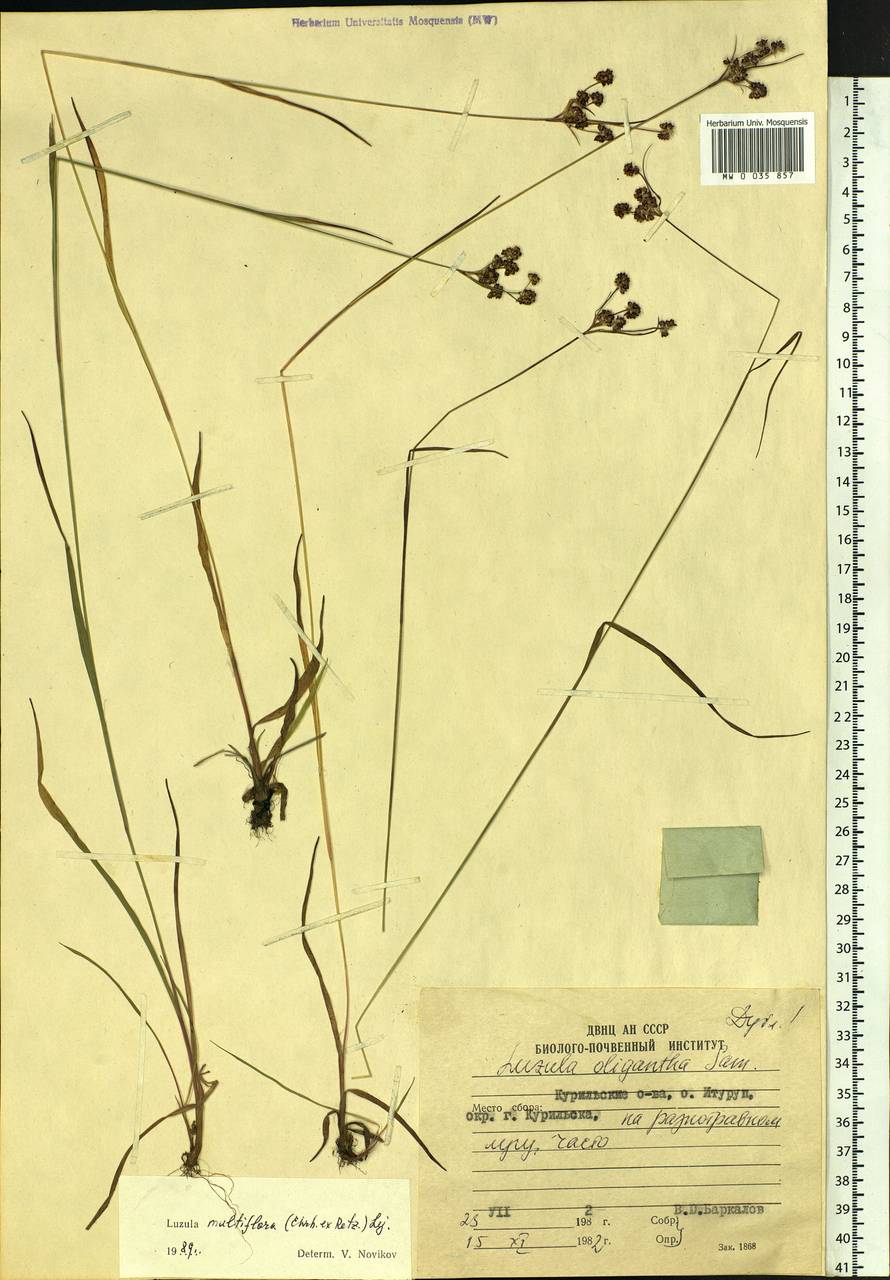 Luzula multiflora (Ehrh.) Lej., Siberia, Russian Far East (S6) (Russia)