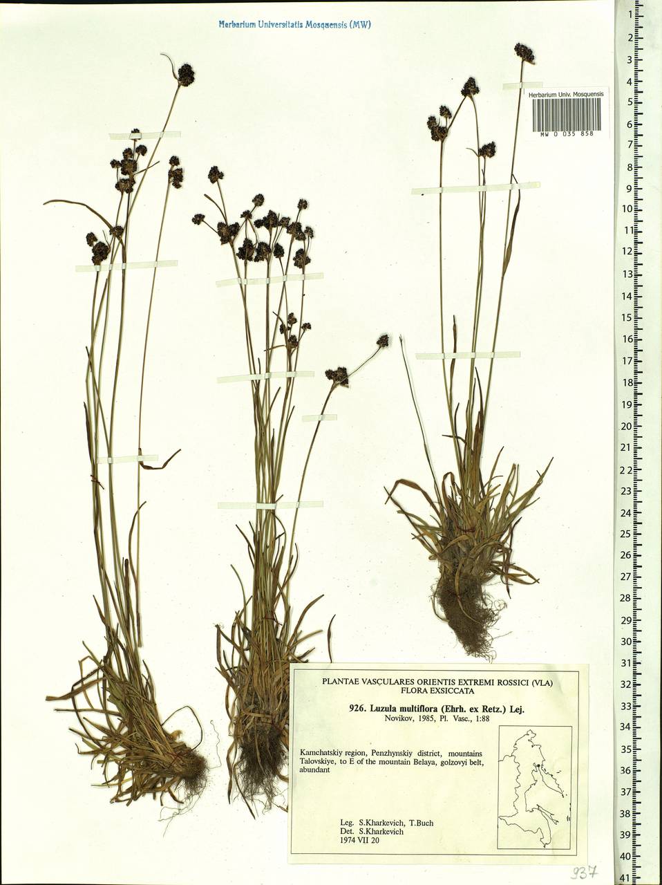 Luzula multiflora (Ehrh.) Lej., Siberia, Chukotka & Kamchatka (S7) (Russia)