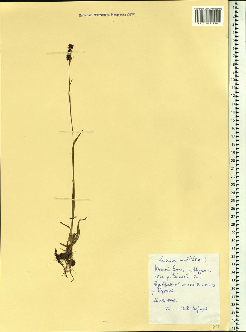 Luzula multiflora (Ehrh.) Lej., Siberia, Western Siberia (S1) (Russia)