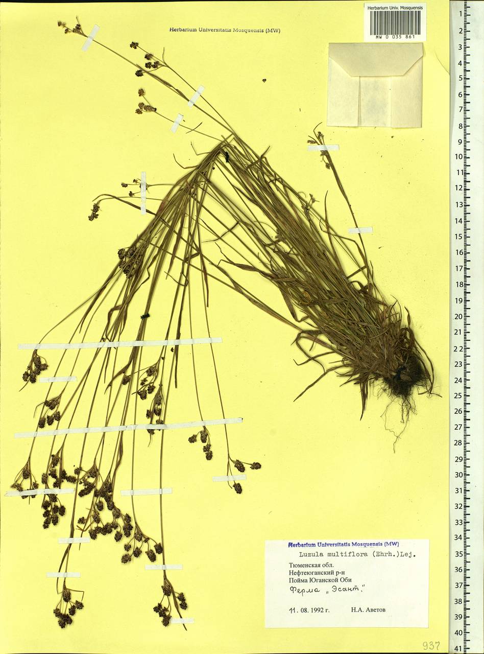 Luzula multiflora (Ehrh.) Lej., Siberia, Western Siberia (S1) (Russia)