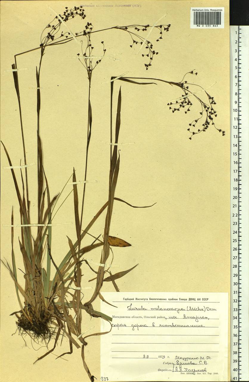 Luzula parviflora subsp. melanocarpa (Michx.) Hämet-Ahti, Siberia, Chukotka & Kamchatka (S7) (Russia)