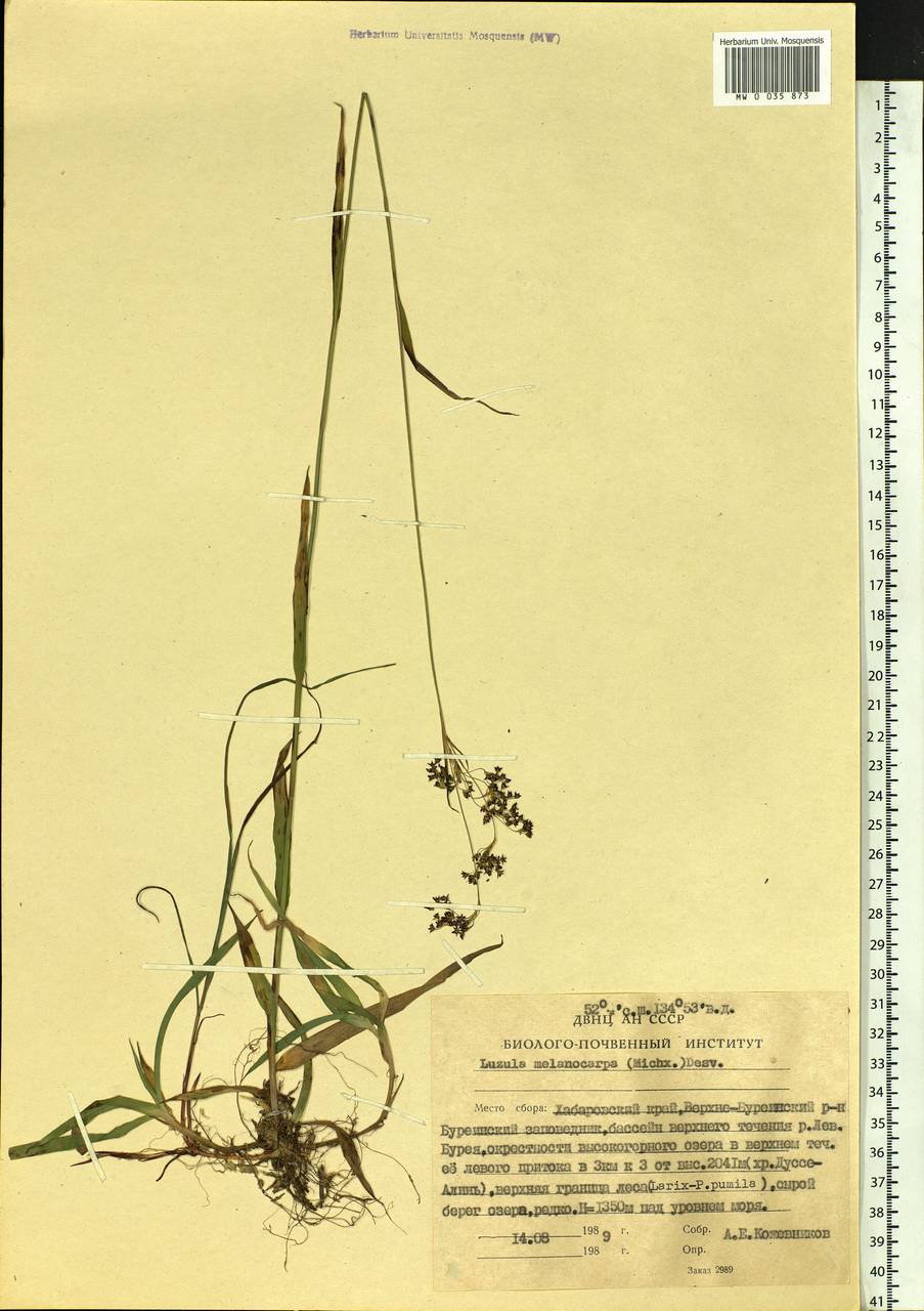 Luzula parviflora subsp. melanocarpa (Michx.) Hämet-Ahti, Siberia, Russian Far East (S6) (Russia)