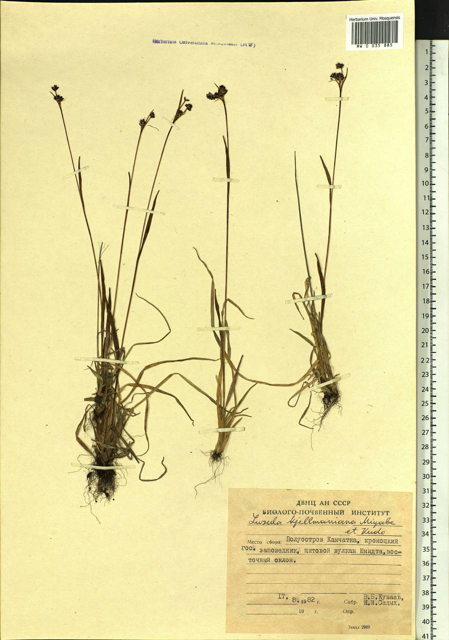 Luzula kjellmaniana Miyabe & Kudô, Siberia, Chukotka & Kamchatka (S7) (Russia)