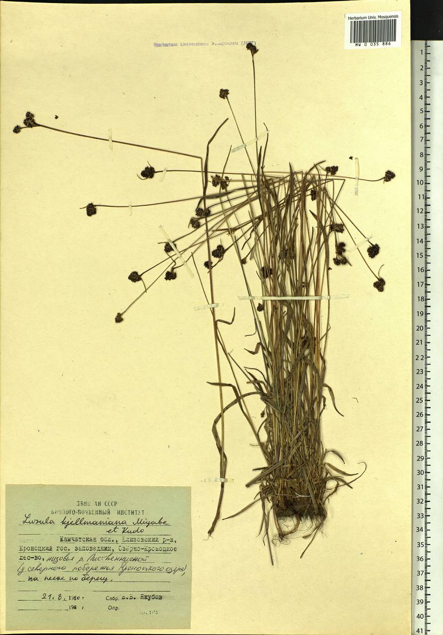 Luzula kjellmaniana Miyabe & Kudô, Siberia, Chukotka & Kamchatka (S7) (Russia)