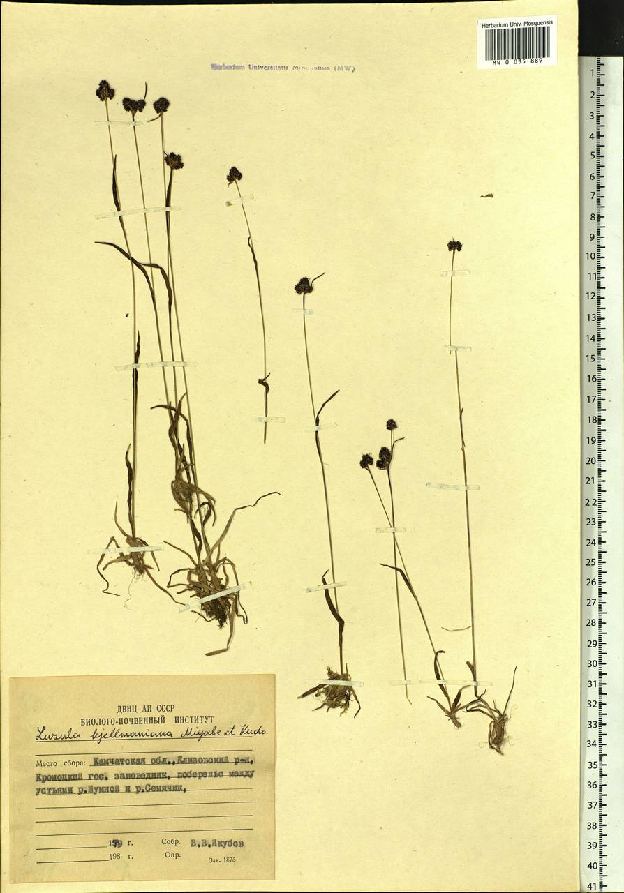 Luzula kjellmaniana Miyabe & Kudô, Siberia, Chukotka & Kamchatka (S7) (Russia)