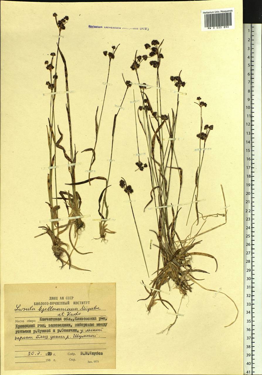 Luzula kjellmaniana Miyabe & Kudô, Siberia, Chukotka & Kamchatka (S7) (Russia)