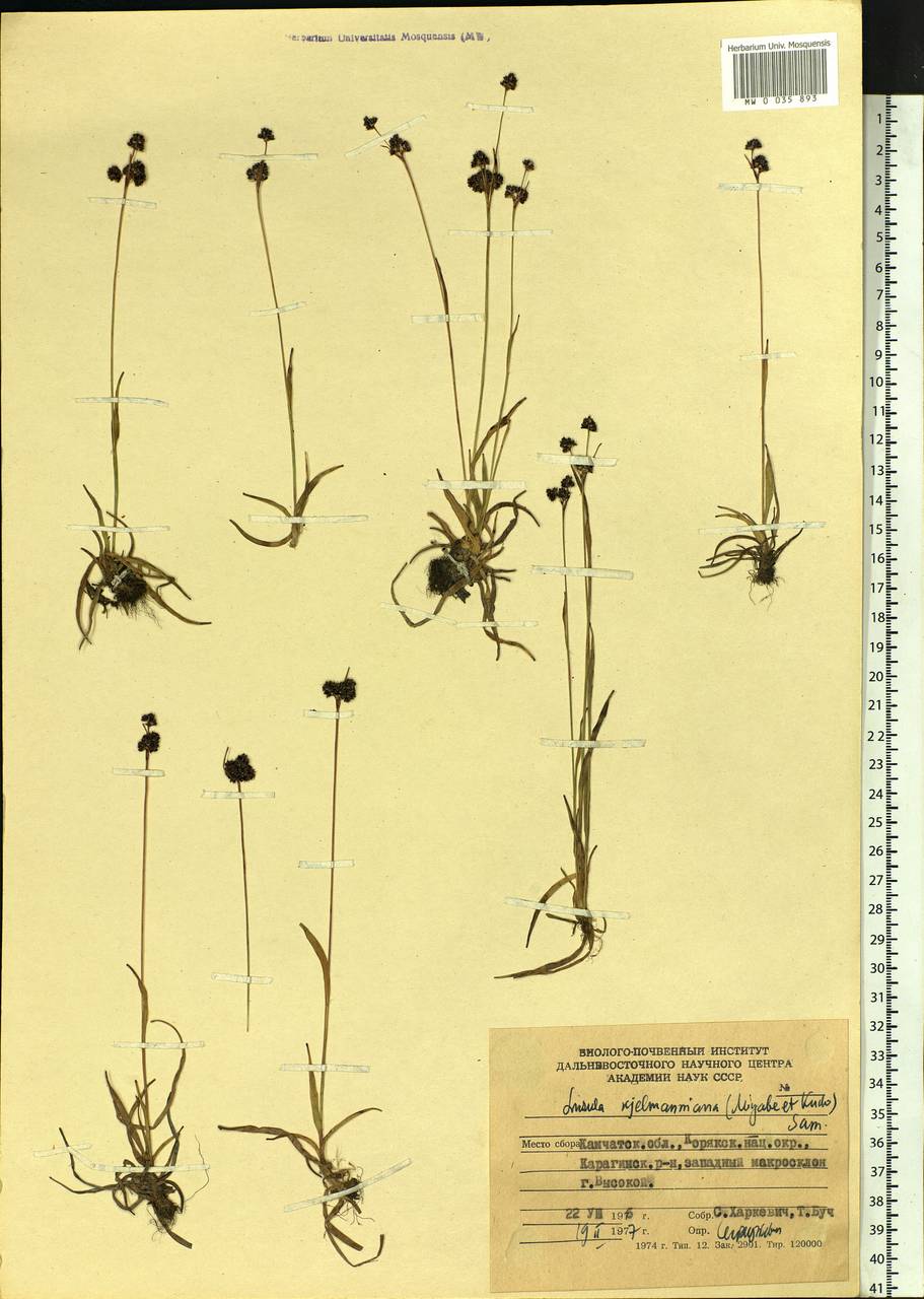 Luzula kjellmaniana Miyabe & Kudô, Siberia, Chukotka & Kamchatka (S7) (Russia)