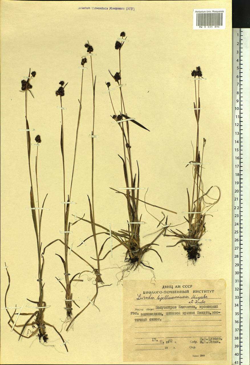Luzula kjellmaniana Miyabe & Kudô, Siberia, Chukotka & Kamchatka (S7) (Russia)