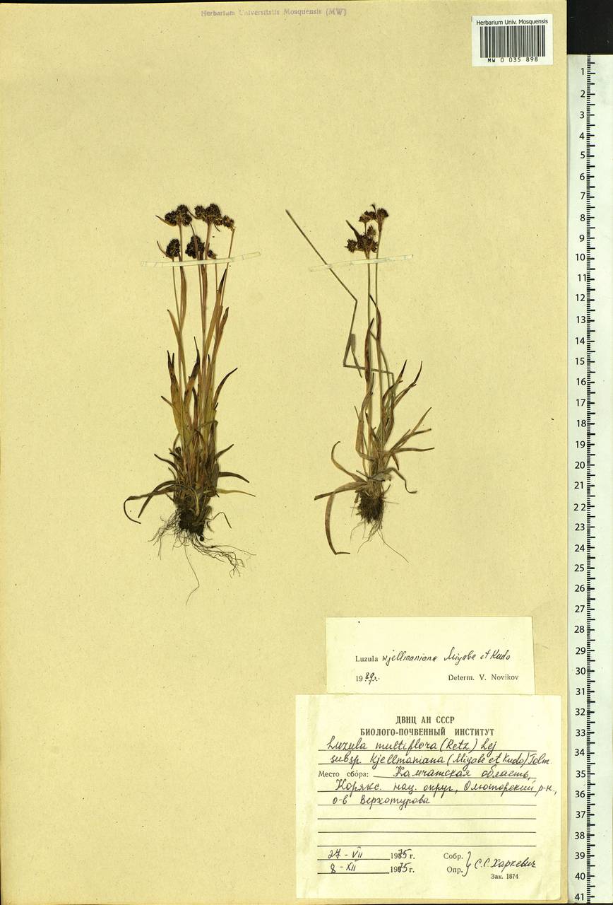 Luzula kjellmaniana Miyabe & Kudô, Siberia, Chukotka & Kamchatka (S7) (Russia)